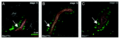 Figure 1. Rho1 is required for salivary gland migration and correct lumen size. In Rho11B heterozygous embryos (A and B), the salivary gland lumen elongates and narrows at the proximal end as the gland migrates (A and B, arrows). In Rho11B homozygous embryos, the salivary gland fails to migrate and elongate, and lumen width is expanded throughout the gland (C, arrow). Embryos were stained for dCREB-A (green) to label salivary gland nuclei, E-cadherin (E-cad) (white) to label the lumen and β-galactosidase (not shown) to distinguish heterozygous from homozygous embryos. The lumen in all panels is outlined in red and shaded in red. Scale bar in A represents 5 μm.
