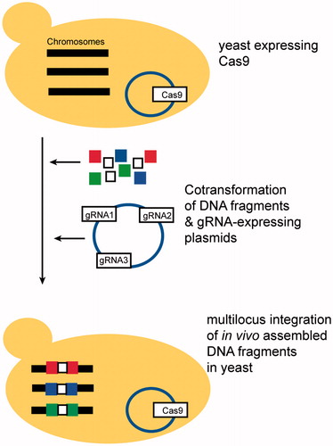 Figure 2. Cas9-mediated genomic integration of DNA fragments assembled in yeast. The figure shows the main steps of the CasEMBLR method for the Cas9-facilitated integration of in vivo assembled DNA fragments into the S. cerevisiae chromosome at multiple loci. CasEMBLR uses the CRISPR/Cas9 system to generate double strand breaks to increase the efficiency of DNA integration into the yeast chromosome by homologous recombination. DNA fragments with 50 bp overlaps and plasmids expressing guide RNAs (gRNAs) are co-transformed into Cas9-expressing S. cerevisiae. DNA fragments are assembled and integrated into the targeted chromosomal loci by homologous recombination.