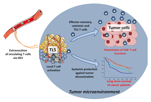 Figure 1. Cancer-associated tertiary lymphoid structures drive antitumor immune responses. In the lung tumor microenvironment, the presence of tertiary lymphoid structures (TLS) may foster the immigration of immune cells via high endothelial venules (HEVs), thereby promoting a protective cellular immune response that ultimately positively affects the clinical outcome of cancer patients.
