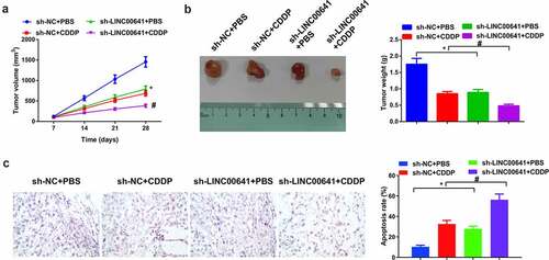 Figure 8. Depressive LINC00641 suppresses OS tumor and escalates development of DDP sensitivity. (a) Tumor volume of mice in each group; (b) tumor images and weight variations of mice in each group; (c) TUNEL staining to examine apoptotic cells. * vs. the sh-NC + PBS, P < 0.05; # vs. the sh-LINC00641 + PBS, P < 0.05.