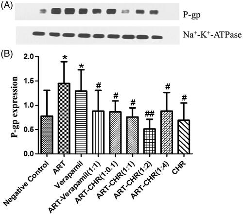 Figure 5. Impact of CHR on P-gp expression. (A) Western blot bands. (B) Quantification of P-gp assessed by Western blotting analysis was normalized to the expression level of Na+–K+–ATPase antibody. All values were expressed as the mean ± SD (n = 6) for each group. *p < 0.05 versus negative control. #p < 0.05 and ##p < 0.01 versus ART alone.