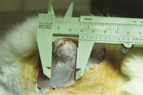 Figure 1. Image of the VX2 carcinoma on a donor rabbit.