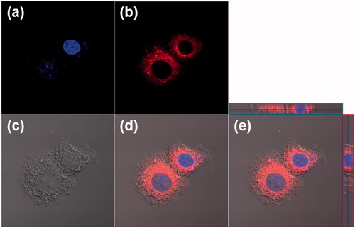 Figure 4. Cellular uptake of HSA-PEG/DiIC18 in SK-BR-3cells. The images were obtained by a confocal laser scanning microscope 4 h after the treatment of HSA-PEG/DiIC18. (a) DAPI (blue), (b) DiIC18 (red), (c) differential interference contrast (DIC) image, (d) merged image, and (e) merged image with orthogonal z-stack projection.