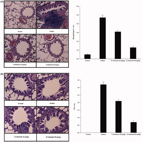 Figure 7. Histopathological changes in the lung tissue of evodiamine-treated asthmatic rats. (A) H&E staining of lung tissue and histopathological score. (B) PAS staining of lung tissue and PAS score. Values are means ± SD (n = 8); @@p < 0.01 compared to the normal group; **p < 0.01 compared to the asthma group.