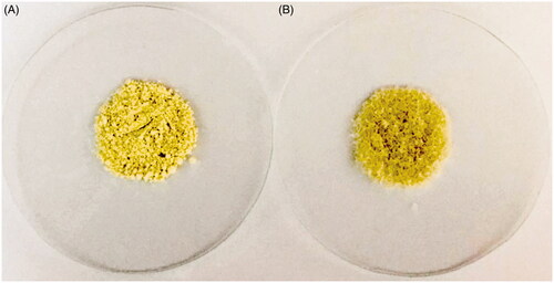 Figure 1. Photograph showing of (A) pure hesperidin and (B) modified nanohesperidin loaded in PLGA- Polixamar 407 powder.