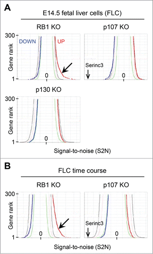 Figure 1. Genome-wide effects of RB1 deficiency. (A) Butterfly plots comparing microarray results from pocket protein deficient FLC to controls employing the Signal-to-noise (S2N) metric. The blue line corresponds to downregulated genes (the 300 most negative S2N values), the red line to upregulated genes (the 300 most positive S2N values), in rank order. The green, tan, and black lines represent 50%, 5%, and 1% thresholds, respectively, generated by permutation of randomized columnar data. The barbed arrow points a shoulder of several hundred genes expressed above the 1% threshold in the absence of RB1. A second arrow points to the position of the gene most repressed in the absence of p107, Serinc3. (B) Butterfly plots comparing microarray results from pocket protein deficient FLC to controls, in culture for 0, 24, and 48 hours. All time points were combined in calculating the S2N metric. The labels and scale are the same as in panel A.