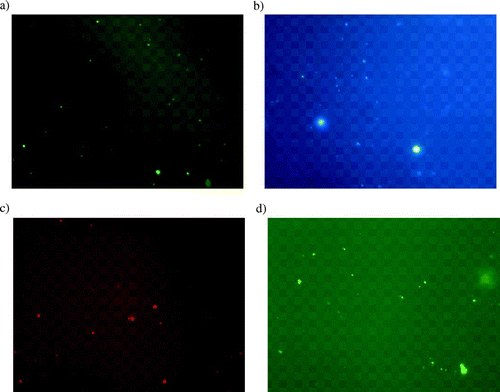 FIG. 1 Photographs of air sample after EFM (× 1000) with staining by AO, DAPI, PI, and YOPRO-1. Total microorganisms stained with AO (a) and DAPI (b). Nonviable microorganisms stained with PI (c) and YOPRO-1 (d).