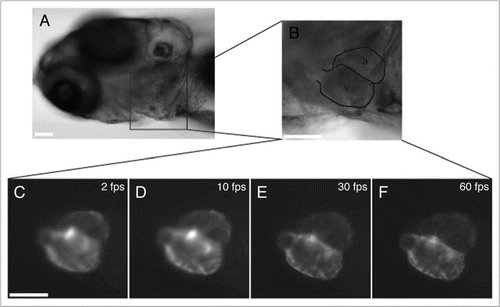 Figure 3 Imaging fast moving objects requires high brightness and signal to noise ratio, while maintaining high frame-rate to minimize the effects of motion blur. (A) Left ventrolateral view of a 7 dpf transgenic Tg(cmlc2:eGFP) larval zebrafish in brightfield microscopy shows direct optical access to the heart. (B) Higher magnification view of the heart where the atrium (a) and ventricle (v) have been outlined. (C) Comparing fluorescence images of the beating embryonic heart acquired at 2, 10, 30 and 60 frames per second (that is 500 ms, 100 ms, 30 ms and 15 ms integration time, respectively) reveals the need for high framerates to capture morphology despite the imaged structures high velocity. The atrium (a) and ventricle (v) are marked in the brightfield image. Movie 1 contains high temporal-resolution data corresponding to this figure. Scale bars are 80 µm.