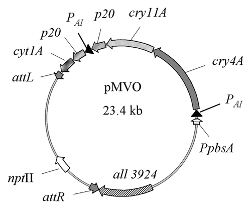 Figure 2 Plasmid pMVO, designed for excision by Int via site-specific recombination between the attR and attL sites. The 23.4 kb pMVO carries the four Bti toxin genes (cry4A, cry11A, p20 [twice] and cyt1A) and antibiotic resistance marker nptII. Two promoters were introduced, PpsbA (of the photosystem II's D1) and PA1 (T7 phage early promoter) at the denoted positions. nptII, neomycin/kanamycin resistance gene; ORF all3924, a PCR amplified sequenceCitation24 encoding a probable penicillin amidase (see in http://bacteria.kazusa.or.jp/cyanobase/index.html).