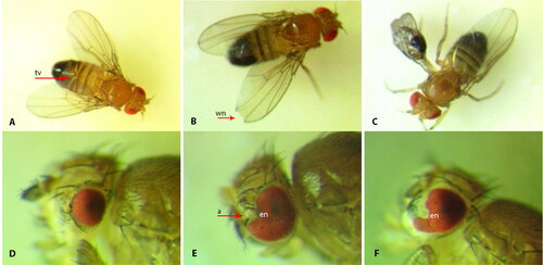 Figure 2. Morphological changes of imago. a- antenna, tv – tergit violation, wn - notch of wing, en – notch of eyeA-C – wing and tergit violations: А – spread wing and tergit violation 0.5% soil sample, Belbulak, 1 × 16; B – spread wing with notch, 0.5% soil sample Beskainar, 1 × 16; C – swollen wing, 3% drinking water sample, Amangeldy, 1 × 16. D-F – eye mutations: D – reduced eye, 3% natural water sample, Кyzylkairat, 1 × 32; E – eye with notch and antenna on the eye, 3% drinking water sample, Кyzylkairat, 1 × 32; F – eye with notch, 3% drinking water sample, Кyzylkairat, 1 × 32.