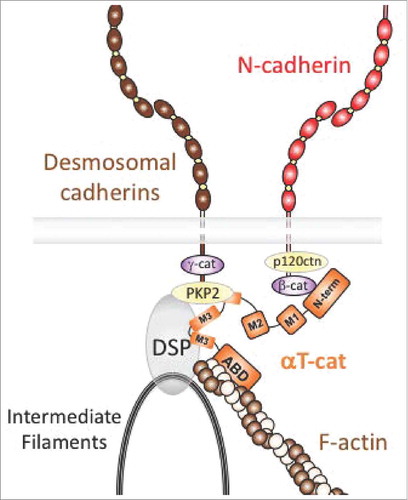 Figure 4. Model of αT-cat in cardiomyocyte cell-cell adhesion. αT-cat (orange) can interact with β-cat, actin and the desmosomal component, PKP2, via its central M-domain (end of M2 and M3), which allows for the alignment and reinforcement of a hybrid adherens junction-desmosome structure known as the area composita region of the intercalated disk. The intermediate filament-binding protein, desmoplakin (DSP), is also shown.