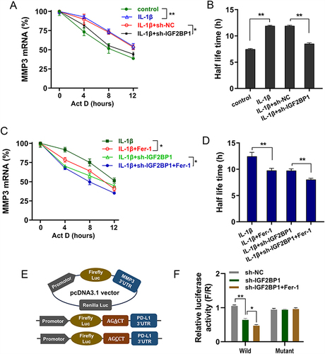 Figure 4 IGF2BP1 enhanced MMP3 mRNA stability in ferroptosis microenvironment. (A) RNA decay analysis was performed on chondrocytes with Act D administration (8 μg/mL, actinomycin (D) by IL-1β treatment or sh-IGF2BP1 transfection. The MMP3 mRNA level was detected at the indicated time point by RT-PCR. (B) Half-life time (t1/2) of MMP3 mRNA was calculated using ln2/slope and GAPDH was used for normalization. (C) RNA decay analysis was performed by chondrocytes with Act D administration by IL-1β treatment or sh-IGF2BP1 transfection or ferroptosis inhibitor Fer-1 administration. (D) Half-life time (t1/2) of MMP3 mRNA was calculated. (E) The construction of luciferase wild type plasmids and mutant plasmids. (F) The luciferase activity of wild type/mutant plasmids transfection. *p < 0.05, **p < 0.01.