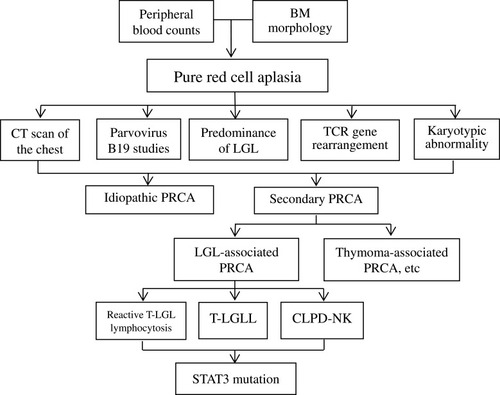 Figure 1 Diagnostic algorithm for the differential diagnosis of LGLL-associated PRCA.Abbreviations: BM, Bone marrow; PRCA, pure red cell aplasia; LGL, Large granular lymphocyte; TCR, T-cell receptor.