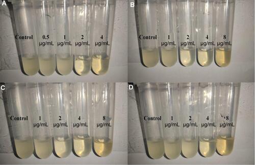 Figure 5 The MIC (μg/mL) test results of the control group and different concentrations of AgNPs group.