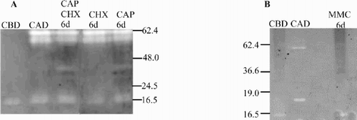 Fig. 3. Casein zymograms of protease activities from Dunaliella tertiolecta detected after separation of proteins by using 10% native PAGE under non-denaturing conditions. (A) in presence and absence of CHX and/or CAP. CBD: control culture (-CHX-CAP) before darkness; CAD: control culture (-CHX-CAP) after 6 days in darkness; CHX 6d: culture + CHX after 6 days in darkness; CAP 6d: culture + CAP after 6 days in darkness; CAP + CHX 6d: culture + CAP + CHX after 6 days in darkness. (B) in presence and absence of MMC. CBD: control culture (-MMC) before darkness; CAD: control culture (-MMC) after 6 days in darkness; MMC 6d: culture + MMC after 6 days in darkness.