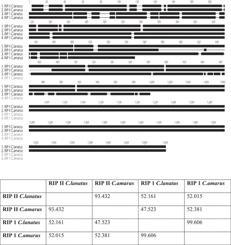 Fig. 4 Identification of RIP-I and RIP-II in Citrullus amarus. A. Gene orthologues of RIP-I gene (C1CG08G004130) and RIP-II (C1CG09G009010) from the watermelon cv. ‘Charleston Gray’ were identified in C. amarus (PI 244019) in the cucurbit genomics database ‘CuGenDB’ (http://cucurbitgenomics.org/) and were aligned with Geneious Prime software with the Geneious alignment tool to compare the similarity between the genes visually. B. Pairwise analysis of nucleotide sequence identity between C. lanatus and C. amarus RIPs.