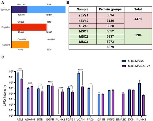Figure 6 The LC-MS/MS was used for proteomic analysis of hUC-MSCs and hUC-MSC-sEVs in biological triplicates. (A) A total of 457,585 spectrum, 50,947 peptides, and 6279 proteins were detected. (B) In the protein expression profiles of hUC-MSCs and hUC-MSC-sEVs, we detected 6204 and 4478 proteins respectively. (C) The majority of these chondrogenesis‐related proteins were highly enriched in hUC-MSC-sEV. Data are expressed as mean ±SEM. Different number of asterisk (*) show significant differences between groups. (**= P<0.01; ***= P<0.005; ****= P<0.001).