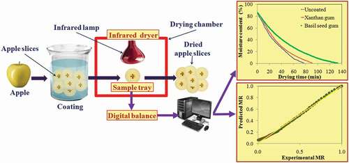 Figure 1. Schematic of infrared drying of coated apple slices