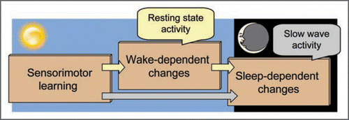 Figure 1 Consolidation across the day. Contributions of resting-state and slow-wave activity to memory consolidation may be differentiated based upon the times at which they occur—with resting-state networks supporting consolidation prior to the onset of sleep.