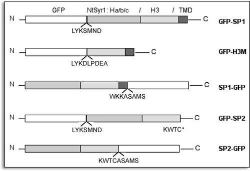 Figure 1 Schematic representation of the used GFP constructs. White color indicates GFP gene, different grey tones indicate NtSyr1 cDNA coding regions. Amino acidic sequences at the fusion points are indicated.
