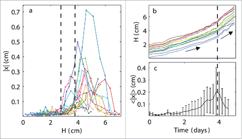 Figure 4. Increase in synchronized growth speed. (a) Oscillations in the horizontal direction |x| as a function of plant height H in a single experiment with 14 plants: vertical dashed lines indicate the range of H values over which the plants began to oscillate, demonstrating that the occurrence of oscillations was not strictly determined by the plant height; (b) heights H of all of the plants growing in a single experiment as a function of time; collective change in growth rate is indicated by a vertical dashed line; (c) mean oscillations in the horizontal direction<|x|> as a function of time averaged over all plants, where a maximum <|x|> appears as the collective plant growth increases.
