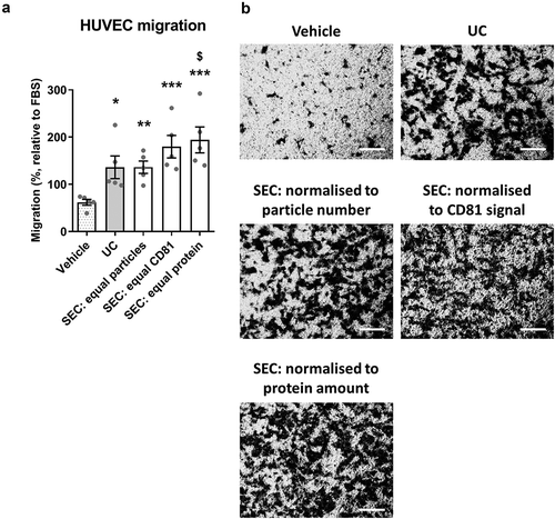 Figure 9. SEC-sEVs and UC-sEVs promote migration of endothelial cells in vitro.(a) modified Boyden’s Chamber assay was employed to study HUVEC migration in response to SEC- and UC-isolated sEVs. 1 × 1010 particles/ml were used for the UC group. SEC-isolated sEVs were adjusted to match the UC sample in terms of particle number (“SEC: equal particles”), CD81 content (“SEC: equal CD81”) or protein content (“SEC: equal protein”). Vehicle group contained PBS. Relative levels of SEC-sEV dose-response are: “SEC: equal protein” = ~4× “SEC: equal particles” and “SEC: equal CD81” = ~11× “SEC: equal particles” (a): All groups showed higher HUVEC migration than Vehicle control (*p < 0.05, UC vs Vehicle; **p < 0.01, SEC: equal particles vs. Vehicle; ***p < 0.001, SEC: equal CD81 vs. Vehicle and SEC: equal protein vs. Vehicle, one-way repeated measures ANOVA with Tukey’s post-hoc test, n = 5). SEC: equal protein induced more HUVEC migration than the UC group ($ p < 0.05, one-way repeated measures ANOVA with Tukey’s post-hoc test, n = 5). Data are presented as whole-well staining intensities normalised to a positive control (10% FBS). (b): Representative microscopy pictures confirming the data shown in (a). Scale bar: 200 µm.