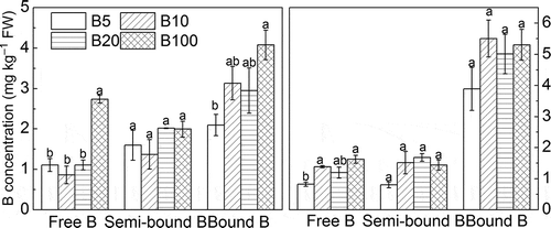 Figure 3 Boron (B) forms (free B, semi-bound B, bound B) in (a) root and (b) stem (mean ± standard error, SE). FW, fresh weight.