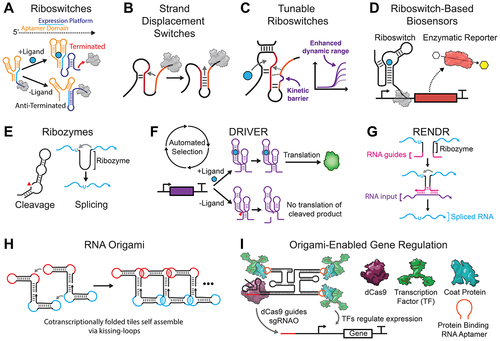Figure 2. Recent advances in understanding and utilizing molecular-scale interactions to drive dynamic RNA folding and function. A. Riboswitches are composed of a ligand-binding aptamer domain connected to an expression platform that can dynamically change its fold to control gene expression [Citation35] B. These and other dynamic RNA folding pathways can be implemented and controlled through internal strand displacement, a process which involves exchanging base-pair complementarity between different RNA strands. Dynamic RNA switches utilize cotranscriptional strand displacement processes [Citation37]. C. Kinetic barriers to such internal strand displacement can affect riboswitch properties such as dynamic range [Citation31]. D. Engineered riboswitches have been used for field-deployable biosensing of ions and small molecules [Citation30]. E. Recent work has focused on utilizing self-cleaving and self-splicing ribozymes to control genetic processes in cellular systems in two exciting ways: F. through the automated selection of ribozymes that can sense a range of ligands in the De novo Rapid In Vitro Evolution of RNA biosensors (DRIVER) platform [Citation48] and G. through the split-ribozyme Ribozyme-ENabled Detection of RNA (RENDR) platform that acts as an RNA sensor [Citation49]. H. Beyond individual RNA molecules and switches, RNA origami is being built inside cells through the assembly of individual tiles that are cotranscriptionally folded [Citation69]. I. Fusing CRISPR guide RNAs to the RNA origamis is allowing the development and optimization of modular transcriptional regulators that function in cells [Citation73].