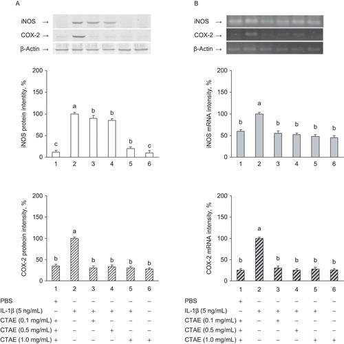 Figure 2.  Effects of C. taiwanianum T. Yamaza rhizome aqueous extract (CTAE) on iNOS and COX-2 protein (A) and mRNA (B) expression in NRK-52E cells. NRK-52E cells were treated with 5 ng/mL IL-1β alone or with various concentrations of CTAE for 18 h, respectively. Protein extracts from cell pellets were subjected to SDS-PAGE followed by western blot analysis using anti-COX-2 and anti-iNOS antibodies. Total mRNAs were prepared from the cell pellets using TRIzol. The relative levels of mRNAs were assessed by RT-PCR. Results were normalized to β-actin. The level of iNOS and COX-2 protein and mRNA expression induced by IL-1β were expressed as 100%. Data are the means ± SD from three or five independent experiments. Values not sharing the same letter are significantly different (P < 0.05). When CTAE concentration was 1 mg/mL, CTAE significantly (P < 0.05) decreased protein and mRNA expression of iNOS and COX-2 (by 90% and 55% for iNOS and by 72% and 74% for COX-2, respectively).