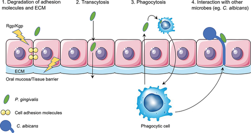 Figure 5. A schematic overview of the four putative mechanisms for P. gingivalis to translocate the oral mucosa or the endothelium of blood vessels. First, proteolytic enzymes known as gingipains (Rgp/Kgp) are secreted by P. gingivalis (green) and degrade cell-cell adherence molecules (yellow circles) and the extracellular matrix (ECM; light blue). The structural integrity of the oral mucosa is weakened so that P. gingivalis is able to pass in between the cells. Second, P. gingivalis can enter the cell after adherence and subsequent endocytosis and exit the cell on the other side of the epithelial layer. P. gingivalis needs to have a mechanism to be able to survive within the cell and not be degraded by phagolysosomes. It can then travel from cell to cell, migrating deeper into the tissue, eventually reaching the basal membrane, and finally the endothelial cells that line the blood vessels. Third, phagocytic cells of the host are able to pick up P. gingivalis within the tissue and transfer it over the endothelial barrier. They can then travel back into the bloodstream taking the bacterium with them. Again, P. gingivalis needs to have a mechanism to survive degradation by the phagocyte. Fourth and lastly, interaction with other microbes such as C. albicans (blue) could allow for travel across the oral mucosa due to the hyphae of C. albicans that can insert themselves between cells. P. gingivalis is able to attach to these hyphae. Macrophages may also play a role in this mechanism as they are attracted to the hyphae of C. albicans and can phagocytose the attached P. gingivalis.