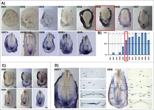 Figure 4. HoxB5 expression patterns. (A) Evaluation of HoxB5 gene expression by in situ hybridization. (B) Representation of the percentage of embryos that display HoxB5 expression. Numbers indicate the experimental N. Red boxes highlight the developmental stage where over 50% of the tested embryos present HoxB5 staining. (C) In situ hybridization images obtained with increasing times of staining, evidencing graded HoxB5 expression. (D) Transverse section analysis of HoxB5 expression patterns. nt – neural tube; s – somite; ps – primitive streak; ect – ectoderm; end – endoderm; psm – presomitic mesoderm; nc – notochord; epi – epiblast; hyp – hypoblast; hf – head fold; fg – foregut; lpm – lateral plate mesoderm.