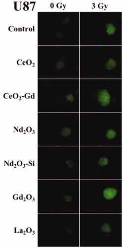 Figure 4 Cell fluorescence marker indicating ROS in U-87 MG cells. Adherent cells were incubated with a variety of Rare Earth nanoparticles at a concentration of 40 μM for 24 h. The cells were then exposed to either 0 Gy (no radiation) or 3 Gy irradiation. After a further 1 h fluorescence was assessed with an inverted microscope (Optimal Ex. 465; Em. 510 nm) using a 4 s exposure to record images. Brighter fluorescence indicates greater ROS production. Representative images are shown from n = 3 sample repeats, and n = 2 independent experiments.