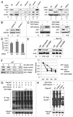 Figure 3 Artemis and DDB2 regulate p27 protein levels via a ubiquitin-mediated pathway. (A) P27 accumulates in Artemis or DDB2 depleted cells. HeLa cells were transfected with control (NS), Artemis or DDB2 siRNas. Forty-eight hours after transfection, cells were harvested and cell lysates were subjected to immunoblot analysis. Artemis-1 and Artemis-2, DDB2-1 and DDB2-2 indicate distinct siRNAs. As a control, 24 h after siRNA transfection cells were transfected with control plasmid DNA (C) or an Artemis construct refractory to Artemis siRNA (R). Cells were then incubated for an additional 24 h before harvesting. GAPDH and Actin indicate loading controls. “Q” indicates the relative band intensities of p27 normalized to GAPDH or actin levels. (B) p27 accumulates in Artemis null MEF cells. Lysates prepared from Artemis+/+ and Artemis−/− MEF cells were subjected to immunoblot analysis. (C) Overexpression of Artemis or DDB2 reduces p27 levels. HeLa cells were transfected with GST-Artemis (left part) or GST-DDB2 (right part) plasmid DNAs or treated with mock transfections. Forty-eight hours after transfection, cells were harvested and cell lysates were subjected to immunoblot analysis. (D) P27 mRNA is stable in Artemis or DDB2 depleted cells. mRNA was isolated from HeLa cells 48 h after transfection with control (NS), Artemis or DDB2 siRNAs. P27 mRNA levels were determined by real-time PCR. Results were normalized using GAPDH as an internal control. (E) Artemis and DDB2 regulate p27 protein levels through proteosome mediated degradation. HeLa cells were transfected with GST-Artemis or GST-DDB2 DNAs. After 48 h cells were treated with 20 mM MG-132, and 5 h later, cells were harvested and lysates subjected to immunoblot analysis. (F) Overexpression of either Artemis or DDB2 decreases the half-life of p27 compared with control. HeLa cells were transefected with GST-Artemis or GST control vectors. Thirty-six hours after transefection, cycloheximide (100 µg/ml) was added and the decrease in p27 protein level analyzed as a function of time by immunoblot analysis (left part). Quantitation of immunoblots are shown (right part). (G) Artemis and DDB2 promote ubiquitylation of p27 in vivo. HeLa cells were transfected with indicated amounts of Flag-p27, HA-Ub and GST-Artemis or GST-DDB2 DNAs. Cells were harvested 48 h after transfection, and an in vivo ubiquitination assay was performed using anti-Flag M2 agarose. Ubiquitylated proteins were detected using an HA antibody. Flag-p27 indicates a loading control at 10% of input. (H) Artemis promotes ubiquitylation of p27 independent of its phosphorylation on T187 or T157. HeLa cells were transfected with Flag-tagged wild-type (lane 1 and 4), T187A (lane 2) or T157A (lane3) p27, HA-Ub, GST-Artemis and GST-GUS. Forty-eight hours after transfection, an in vivo ubiquitylation assay was performed as indicated in Figure 4F.