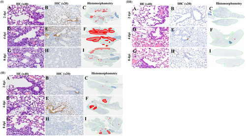 Fig. 2 Pulmonary lesions and virus spread in the lung of mice infected with A/duck/Bangladesh/24692/2015 H7N1 (I A–I), A/duck/Bangladesh/26980/2015 H7N9 (II A–I), and A/black-tailed godwit/Bangladesh/24734/2015 H7N5 (III A–I) at 2, 4, and 8 dpi. Mouse lungs were fixed in 10% neutral buffered formalin and stained with hematoxylin-eosin (HE), subjected to immunohistochemical (IHC) staining with anti–NP antiserum, or analyzed by histomorphometry (magnification: ×40 HE, ×20 IHC, and ×2 histomorphometry). In the histomorphometry images, the total lung areas examined are outlined in green; areas of active infection with antigen-positive cells are shown in red