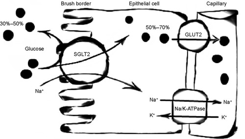 Figure 2 Mechanism of SGLT2 inhibition.
