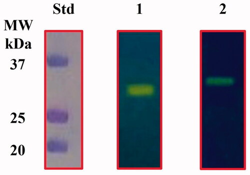 Figure 2. Protonogram of the two heterologously expressed E. coli CAs. The yellow band on the protonogram corresponds to the enzyme activity, which is responsible for the pH decrease from 8.2 to 6.8 due the dye transition point at acidic pH values. Legend: Lane STD, molecular markers; Lane 1, purified CynT2; Lane 2, purified EcoCAγ.