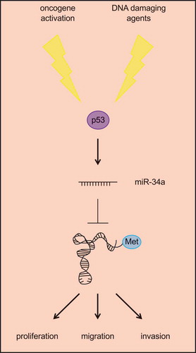 Figure 3. miR-34a inhibits the tRNA initiator tRNAMet. Following either endogenous (e.g. oncogene activation) or exogenous (e.g. DNA damaging agents) stimuli, p53 is activated and promotes the expression of miR-34a, which is the only miRNA known to target tRNAs. Specifically, miR-34a binds to tRNAMet and prevents it from promoting biological processes supporting tumour formation and progression.