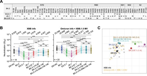 Figure 1. Spike mutations and serum neutralization of SARS-CoV-2 Omicron variant BA.2.87.1. A. Spike mutations of BA.2.87.1 in comparison of EG.5.1 and JN.1 on top of BA.2. Δ, deletion; ins, insertion. B. Neutralizing ID50 titres of serum samples from “XBB infx” and “Omicron infx + XBB.1.5 MV” cohorts against the indicated SARS-CoV-2 variants. The geometric mean ID50 titres (GMT) are presented above symbols. Fold changes in neutralizing ID50 titres between BA.2.87.1 and other SARS-CoV-2 variants are denoted. Statistical analyses were performed by employing Wilcoxon matched-pairs signed-rank tests. ns, not significant; *p < 0.05; **p < 0.01; ***p < 0.001; ****p < 0.0001. n, sample size. Participants from the two cohorts all had received 3–4 doses of the wildtype monovalent vaccines, one dose of the BA.5 bivalent vaccine booster and then followed by either an XBB breakthrough infection (“XBB infx”) or Omicron infection and XBB.1.5 monovalent vaccine booster (“Omicron infx + XBB.1.5 MV”). C. Antigenic map based on the neutralizing data from all serum samples in panel B. D614G represents the central reference for all serum cohorts, with the antigenic distances calculated by the average divergence from each variant. One antigenic unit (AU) represents an approximately 2-fold change in ID50 titre. Variant positions are shown as circles, while sera are denoted as gray and orange squares. Antigenic distances from D614G in antigenic units are in parentheses next to each variant name.