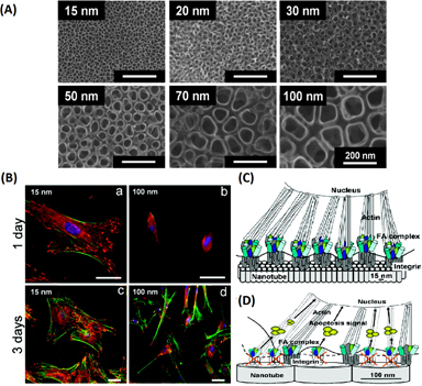 Figure 1. (A) SEM images of self-assembling layers of vertically oriented TiO2 nanotubes generated by anodizing titanium sheets. (B) Fluorescence images of FA (red, paxillin) and actin (green) staining of MSCs grown on 15 nm TiO2 nanotubes (a, c) or 100 nm nanotubes for 1 (a, b) and 3 days (c, d). Blue, nuclear staining (DAPI). (C), (D) Schematic illustration of a hypothetical model of nanoscale spacing in directing SC fate. (C) A spacing of 15 nm is suitable for integrin clustering and subsequent FA assembly and actin cytoskeletal organization, while a nanotube spacing of > 70 nm suppresses FA assembly. The images are reprinted with permission from Park et al 2007 Nano Lett. 7 1686–91 [Citation44]. Copyright 2007 American Chemical Society.