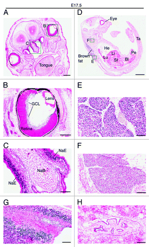 Figure 7. Brpf1 expression in E17.5 fetal sections. (A–C) β-Galactosidase staining was performed on coronal head sections from E17.5 Brpf1l/+ fetuses. A representative image is shown. The two areas boxed in (A) are shown in (B) and (C) at higher magnification. (D–F) β-Galactosidase staining was performed on sagittal sections of E17.5 Brpf1l/+ fetuses. The two areas boxed in (D) are enlarged in (E) and (F). (G and H) β-Galactosidase staining was performed on parasagittal sections of E17.5 Brpf1l/+ fetuses. Two images showing strong galactosidase activity in the back of the nose (an area containing olfactory nerve fibers) and in the pelvis of the kidney are presented in (G) and (H), respectively. At E17.5, expression was relatively low in the entire embryo, except the brown fat (E), nasal epithelium (C) and some other regions shown (C and F). Abbreviations: Bl, bladder; GCL, ganglion cell layer; He, heart; Li, liver; Lu, lung; NaB, nasal bone primordium; NaE, nasal epithelium; PCL, pigment cell layer; Pe, penis; SI, small intestine; Ta, tail. Scale bars, 500 μm (A), 200 μm (B), 100 μm (C), 2 mm (D), and 100 μm (E–H).