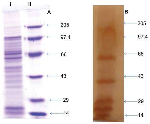 Figure 1 SDS-PAGE and Western blot profile of culture supernatant SAgs of Listeria monocytogenes. (A) SDS-PAGE profile of proteins present in L. monocytogenes culture supernatant. Lane i corresponds to protein profile and lane ii shows the molecular weight markers. (B) Western blot profile of the same proteins isolated from culture supernatant, probed with mouse antisera.Abbreviations: SAgs, secretory protein antigens; SDS-PAGE, sodium dodecyl sulfate polyacrylamide gel electrophoresis.