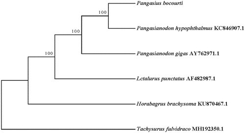 Figure 1. Phylogenetic tree generated using the maximum likelihood method based on 13 protein-coding genes.