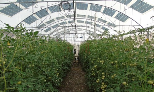 Figure 1. View of inside the polytunnel greenhouse.