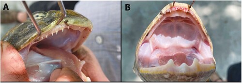 Figure 7. Pyxicephalus beytelli male. (A) Widely-spaced recurved teeth. (B) Open mouth showing teeth and odontoids.