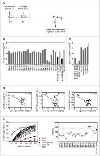 Figure 3. Low in vivo efficacy of vaccine plasma antibodies. A) Experiment setup. Plasma (100 μl) was transferred intraperitoneally into IFNAGR mice 24 h before subcutaneous infection with DENV-2. Blood was collected at day 3 after infection and virus was quantified by qRT-PCR. B) Pfu equivalents/ml plasma for samples DV-1 to DV-23. The positive control was a plasma sample from an individual with known DENV-2 infection 4 months earlier (P1). Plasma from a DENV-naïve donor was used as a negative control. The protective effect of plasma DV-19 and DV-20 was confirmed in an independent experiment. C) To further validate the in vivo model the following were tested: plasma from P1 and from an additional individual P2, both collected one year after DENV-2 infection, positive control used in the ELISA readouts, negative control used in (B) and a second negative control. D) No significant correlation was observed between viremia in mice following plasma transfer and antibody titers to UV-DENV, E protein, and EDIII. The Spearman r for the individual correlations is indicated. E) DENV-2 neutralization curves for all samples and the ELISA positive control, with corresponding FRNT50 values illustrated on the right. The FRNT50 values for DV-19 and −20 were not exact and were arbitrarily set above the highest plasma dilution tested, which is indicated by the dashed line.