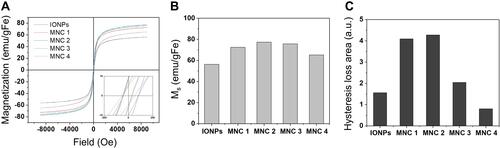 Figure 3 Magnetic properties of IONPs and various MNCs. (A) Magnetization of IONPs and MNCs. (B) Saturation magnetization (Ms) and (C) Hysteresis loss areas of IONPs and MNCs.