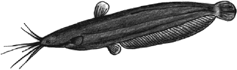 Figure 1. Stinging catfish Heteropneustes fossilis.