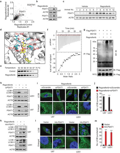 Figure 4. Regorafenib induces autophagosome accumulation by stabilizing PSAT1. (a) Changes in protein abundance in U87 cells treated with DMSO or 20 μM regorafenib were analyzed by TMT label-based quantitative mass spectrometry. Each dot represents a distinct protein from 2 replicated experiments. (b) Immunoblotting analysis of PSAT1 expression in GBM cells treated with or without 20 μM regorafenib for 24 h. (c) Immunoblotting analysis of PSAT1 in tumor xenografts obtained from vehicle- or regorafenib (20 mg/kg/day)-treated mice. (d) Superposition of the regorafenib binding domains of human PSAT1 (gray, PDB accession 3E77). Residues are labelled in red. (e) Cellular thermal shift assay showing PSAT1 target engagement by regorafenib in U251 cells. (f) Isothermal titration calorimetry analysis of regorafenib binding with recombinant human PSAT1. (g) HEK 293 cells were transfected with Flag-PSAT1 for 24 h and then treated with regorafenib and MG132 for another 6 h. The ubiquitination of PSAT1 was detected by immunoblotting after co-immunoprecipitation. (h) GBM cells were transfected with siScramble or siPSAT1 for 24 h, followed by treatment with or without 20 μM regorafenib for another 24 h. The protein levels of LC3B and PSAT1 were analyzed by immunoblotting. (i) GBM cells were treated as in (h). The LC3B puncta were analyzed by immunofluorescence. Scale bar: 20 μm. (j) The number of LC3B puncta in (i). (k) GBM cells were transfected with empty vector or HA-PSAT1 plasmid for 48 h, or treated with 20 μM regorafenib for 24 h. The protein levels of LC3B and PSAT1 were analyzed by immunoblotting. (l) GBM cells were transfected with vector or HA-PSAT1 plasmid for 48 h. The formation of endogenous LC3B puncta was analyzed by immunofluorescence. Scale bar: 20 μm. (m) The number of LC3B puncta in (l). Data are means ± s.d. and are representative of 3 independent experiments. *P < 0.05, **P < 0.01; ***P < 0.001.