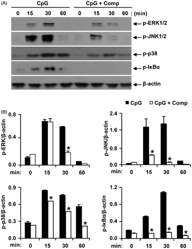 Figure 4. Effects of comp on the phosphorylation of MAPK and IκBα by CpG DNA-stimulated BMDCs. (A) Cells were pretreated with or without comp (50 μM) for 1 h before stimulation with CpG DNA (1 μM). Total cell lysate was obtained at the indicated time intervals. Western blot analysis was performed on the cell lysate to assess phosphorylation of ERK, JNK, p38 and IκBα. β-Actin was taken as the loading control. Data are representative of three independent experiments. (B) Phosphorylation of ERK, JNK, p38 and IκBα protein expression was quantified using scanning densitometry, and the band intensities were normalized by that of β-actin. Comp: 3-hydroxy-4,7-megastigmadien-9-one. *p < 0.05 vs. comp-untreated cells in the presence of CpG DNA.