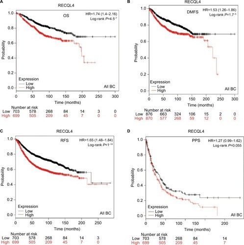 Figure 4 Survival curves of RECQL4 mRNA expression in all breast cancers from the database (Affymetrix ID for RECQL4: 213520_at).Notes: (A) OS curve; (B) DMFS curve; (C) RFS curve; (D) PPS curve.Abbreviations: BC, breast cancer; OS, overall survival; DMFS, distant metastasis-free survival; RFS, relapse-free survival; PPS, postprogression survival.